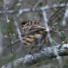 Pyrrholaemus sagittatus (Speckled Warbler) at Mount Majura - 24 Aug 2021 by jb2602