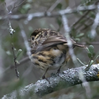 Pyrrholaemus sagittatus (Speckled Warbler) at Downer, ACT - 24 Aug 2021 by jbromilow50