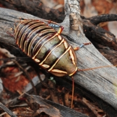 Polyzosteria mitchelli (Mitchell's diurnal cockroach, Mardi Gras cockroach) at Mount Hope, NSW - 13 Sep 2012 by Harrisi