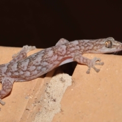 Christinus marmoratus at Evatt, ACT - 23 Aug 2021