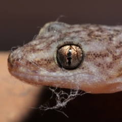 Christinus marmoratus at Evatt, ACT - 23 Aug 2021