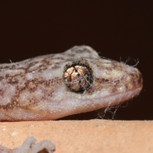 Christinus marmoratus at Evatt, ACT - 23 Aug 2021