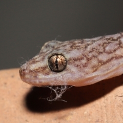 Christinus marmoratus at Evatt, ACT - 23 Aug 2021 04:52 PM