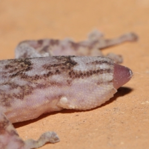 Christinus marmoratus at Evatt, ACT - 23 Aug 2021