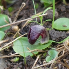 Corysanthes incurva (Slaty Helmet Orchid) at West Wodonga, VIC - 24 Aug 2021 by LizetteSalmon