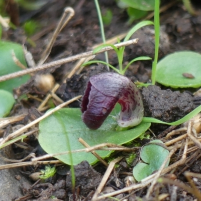 Corysanthes incurva (Slaty Helmet Orchid) at West Wodonga, VIC - 24 Aug 2021 by LizetteSalmon