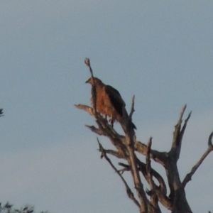 Haliastur sphenurus at Paddys River, ACT - 18 Jan 2015