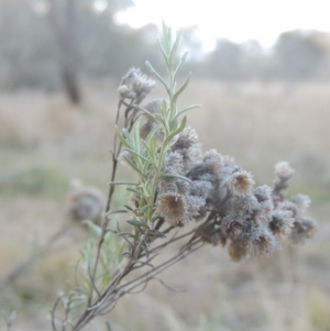 Chrysocephalum semipapposum at Bungendore, NSW - 10 Jul 2021 04:11 PM