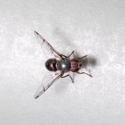 Rivellia sp. (genus) (Signal fly) at Macgregor, ACT - 24 Aug 2021 by Roger