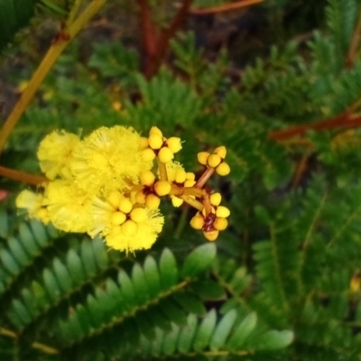 Acacia terminalis (Sunshine Wattle) at Corang, NSW - 25 Aug 2021 by LeonieWood