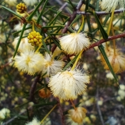 Acacia ulicifolia (Prickly Moses) at Corang, NSW - 25 Aug 2021 by LeonieWood