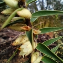 Melichrus urceolatus (Urn Heath) at Corang, NSW - 25 Aug 2021 by LeonieWood