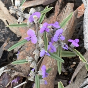 Hovea heterophylla at Aranda, ACT - 25 Aug 2021 11:00 AM