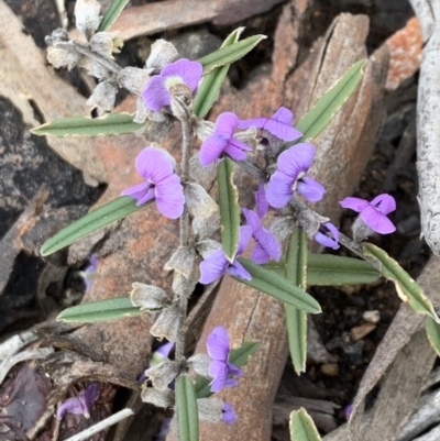 Hovea heterophylla (Common Hovea) at Aranda, ACT - 25 Aug 2021 by Wendyp5