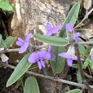 Hovea heterophylla at Aranda, ACT - 25 Aug 2021 11:00 AM