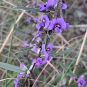 Hovea heterophylla at Aranda, ACT - 25 Aug 2021 11:00 AM