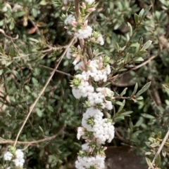 Leucopogon attenuatus (Small-leaved Beard Heath) at Aranda, ACT - 22 Aug 2021 by Wendyp5
