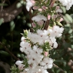 Styphelia attenuata at Aranda, ACT - 22 Aug 2021 11:30 AM