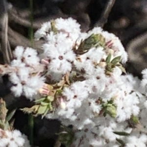 Styphelia attenuata at Aranda, ACT - 22 Aug 2021 11:30 AM