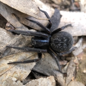 Badumna sp. (genus) at Downer, ACT - 22 Aug 2021