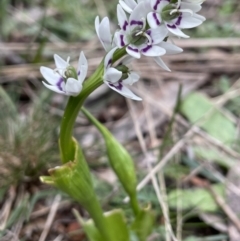 Wurmbea dioica subsp. dioica (Early Nancy) at Downer, ACT - 24 Aug 2021 by JaneR