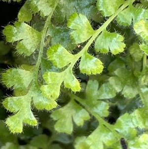 Pleurosorus rutifolius at Majura, ACT - 22 Aug 2021