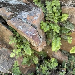 Pleurosorus rutifolius at Majura, ACT - 22 Aug 2021