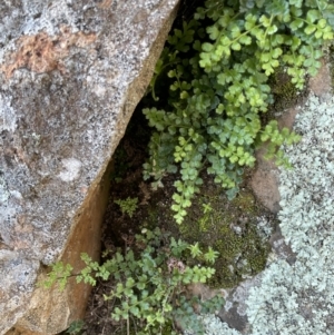 Pleurosorus rutifolius at Majura, ACT - 22 Aug 2021