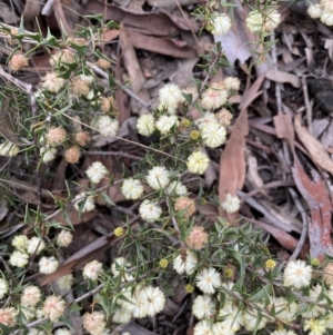 Acacia gunnii at Majura, ACT - 25 Aug 2021 12:57 PM