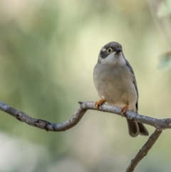 Melithreptus brevirostris (Brown-headed Honeyeater) at Bruce, ACT - 23 Aug 2021 by trevsci