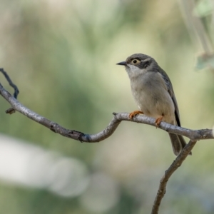 Melithreptus brevirostris at Bruce, ACT - 23 Aug 2021