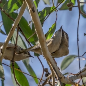 Melithreptus brevirostris at Bruce, ACT - 23 Aug 2021