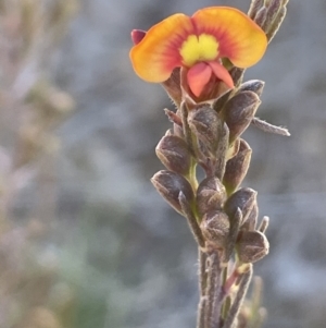 Dillwynia sericea at Hackett, ACT - 22 Aug 2021 12:34 PM