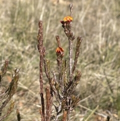 Dillwynia sericea at Hackett, ACT - 22 Aug 2021