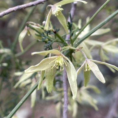 Clematis leptophylla (Small-leaf Clematis, Old Man's Beard) at Mount Majura - 24 Aug 2021 by JaneR
