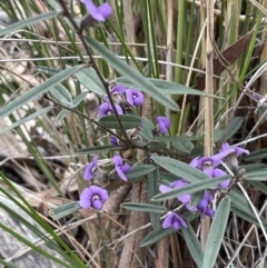 Hovea heterophylla (Common Hovea) at Majura, ACT - 25 Aug 2021 by JaneR