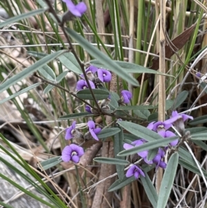 Hovea heterophylla at Majura, ACT - 25 Aug 2021 12:50 PM