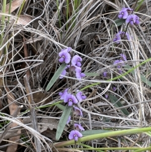 Hovea heterophylla at Majura, ACT - 25 Aug 2021 12:50 PM