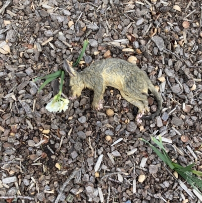 Trichosurus vulpecula (Common Brushtail Possum) at Downer, ACT - 25 Aug 2021 by Rey