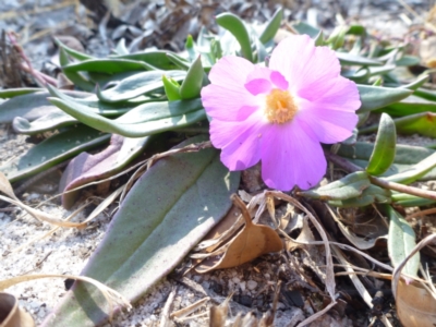 Unidentified Cactus / Succulent at Carnarvon Park, QLD - 16 Jul 2013 by JanetRussell