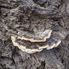 Trametes sp. at East Albury, NSW - 25 Aug 2021 by Darcy