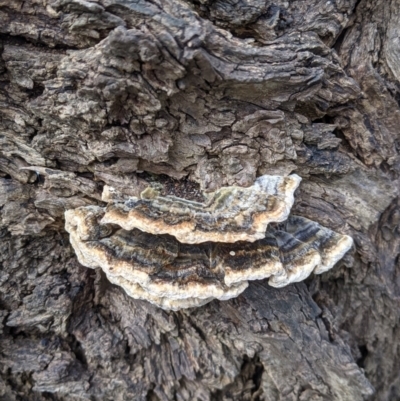 Trametes sp. at East Albury, NSW - 25 Aug 2021 by Darcy