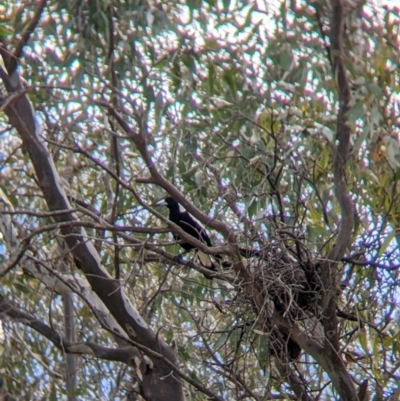 Gymnorhina tibicen (Australian Magpie) at East Albury, NSW - 25 Aug 2021 by Darcy