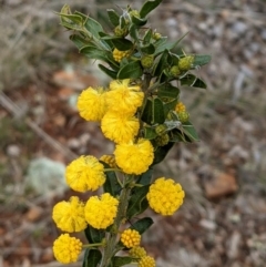 Acacia paradoxa (Kangaroo Thorn) at The Fair, Watson - 25 Aug 2021 by abread111