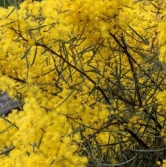 Acacia boormanii (Snowy River Wattle) at Majura, ACT - 25 Aug 2021 by abread111