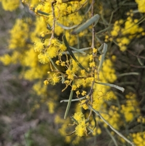 Acacia boormanii at Majura, ACT - 25 Aug 2021