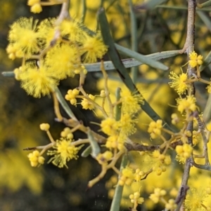 Acacia boormanii at Majura, ACT - 25 Aug 2021