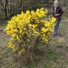 Acacia boormanii at Majura, ACT - 25 Aug 2021