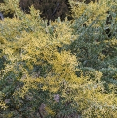 Acacia cultriformis (Knife Leaf Wattle) at Watson, ACT - 25 Aug 2021 by abread111