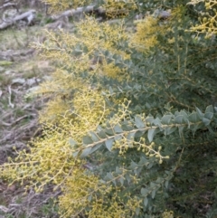 Acacia cultriformis at Watson, ACT - 25 Aug 2021